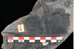 Foto (Detailansicht) von Laccopteris muensteri Schenk (NHMW-GEO-2024-0188-10523)